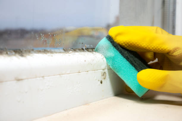 Best Mold Prevention Services  in Shrewsbury, PA